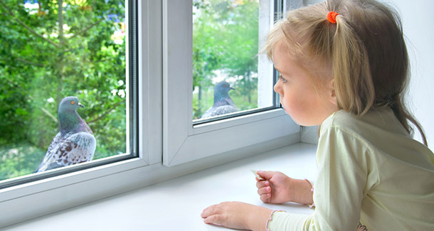 A child looking at birds outside the window.