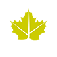 A Canadian maple leaf